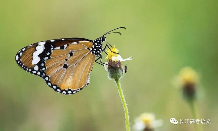 片羽之蝶 手机壁纸 电脑壁纸 桌面壁纸 图客网