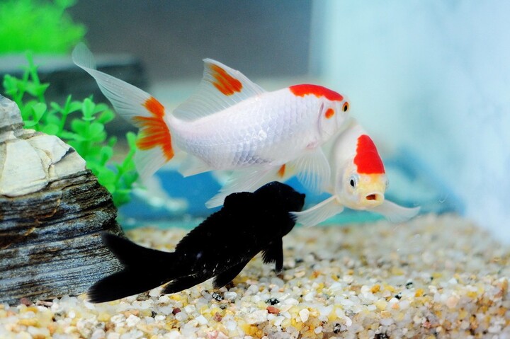 养金鱼 手机壁纸 电脑壁纸 桌面壁纸 图客网