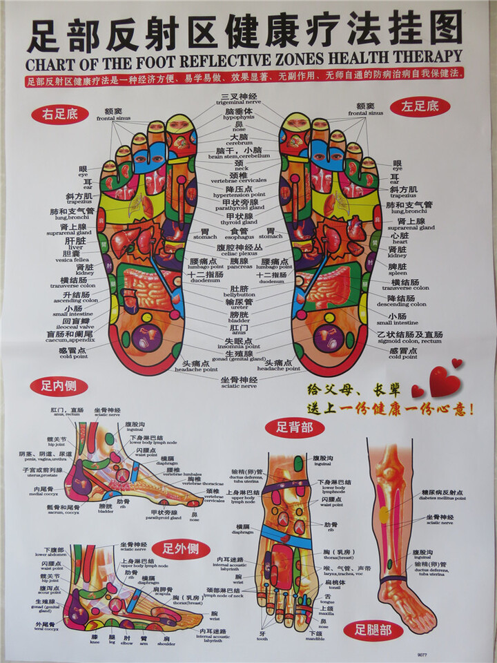 正版 足部反射区 挂图 足部经络穴位图 足底 腿部按摩图 足疗图