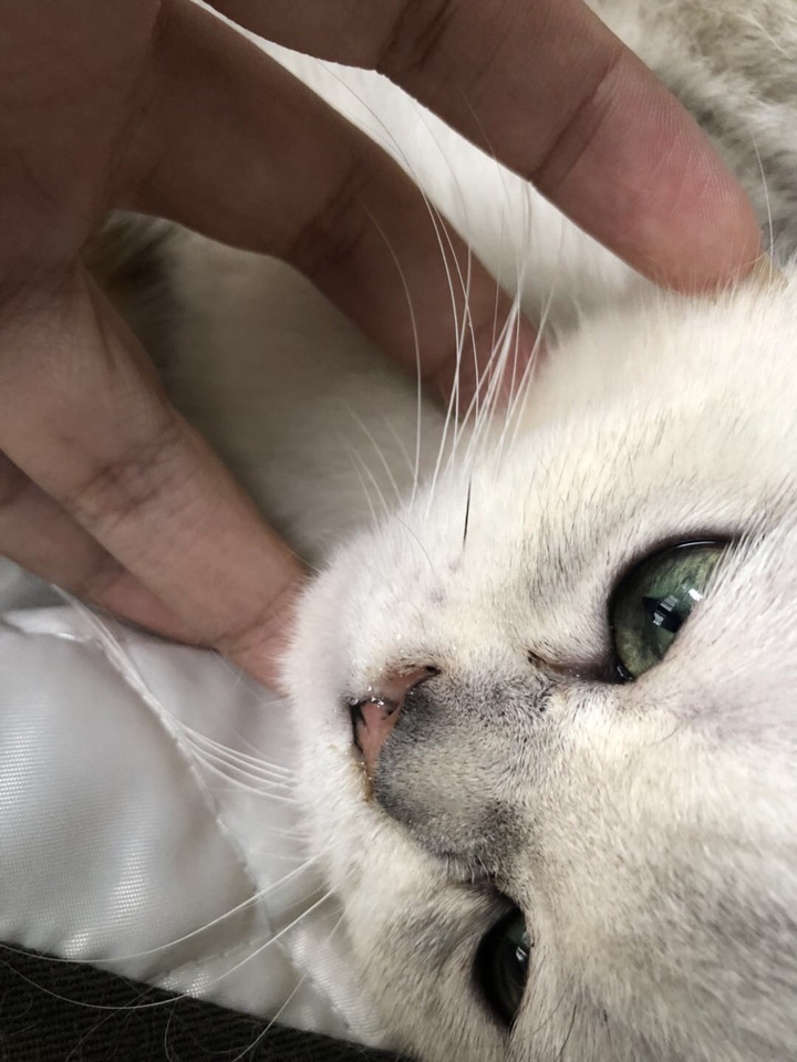 疑是猫鼻支