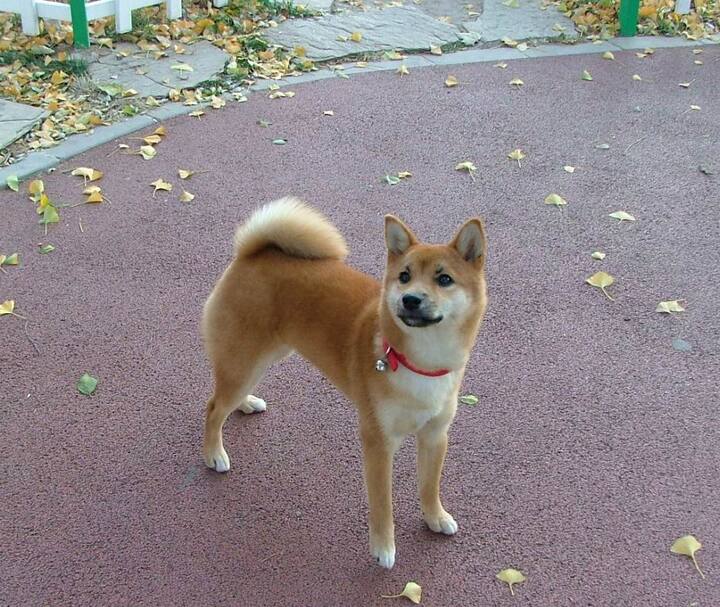 三个月柴犬体重_图客网 - 电脑桌面壁纸,高清桌面壁纸