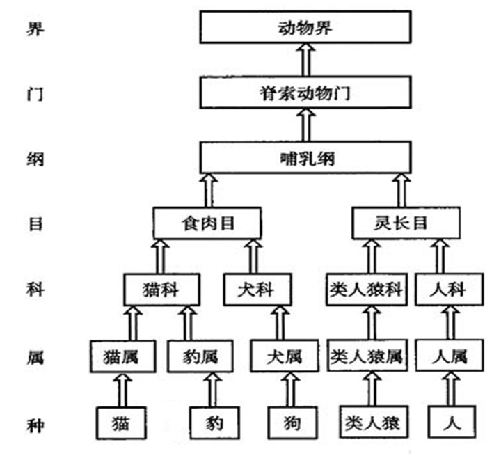 界门纲目科属种 手机壁纸 电脑壁纸 桌面壁纸 图客网