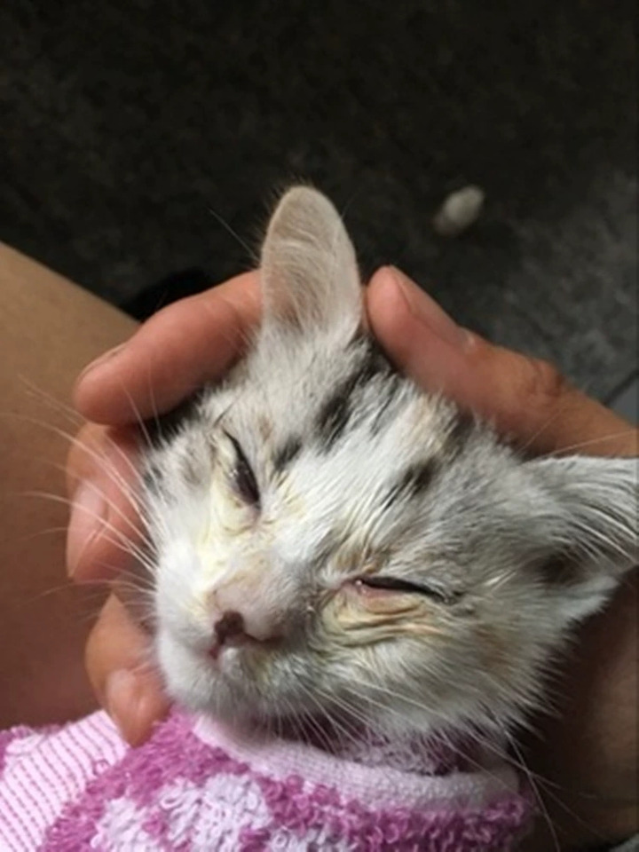 猫咪感冒鼻支疱疹病毒药水滴眼液猫狗通用消炎结膜炎眼药水去泪痕