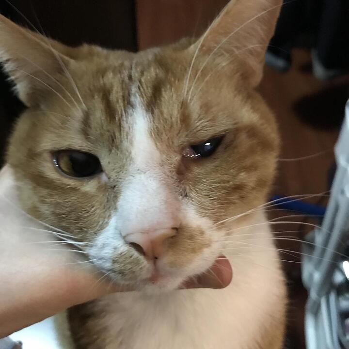 猫鼻支后遗症怎么办?