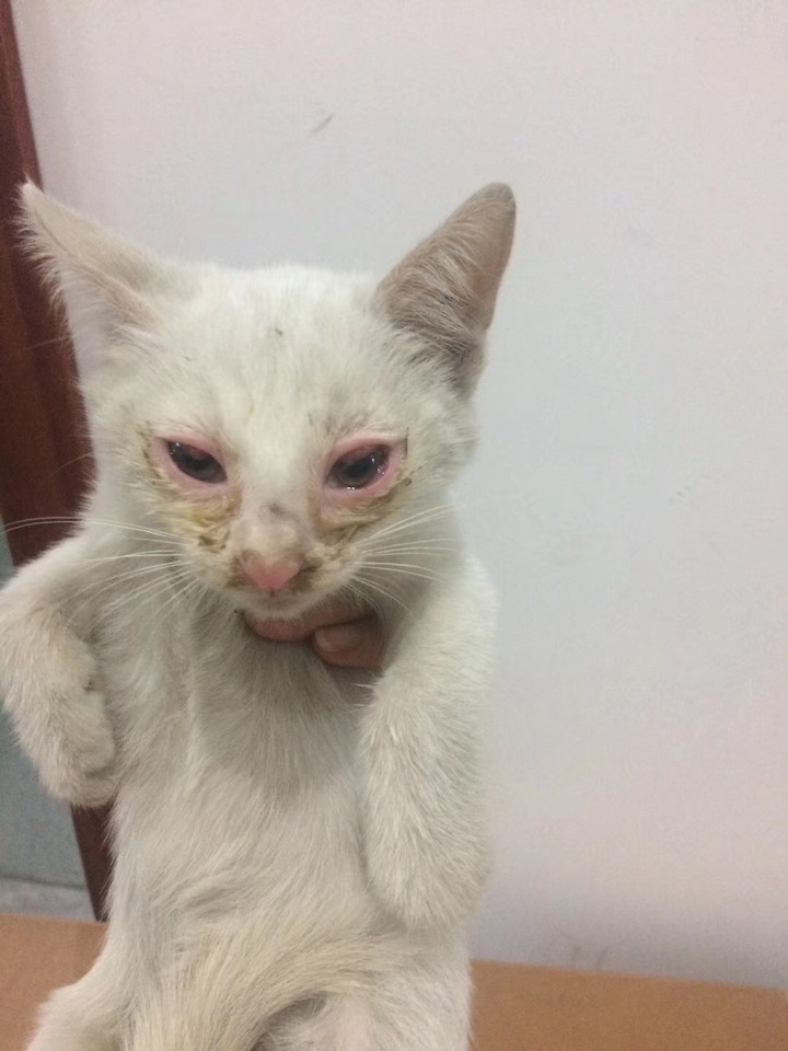 猫鼻支引起的眼睛肿胀,发炎,红肿,结膜炎,浓鼻涕,喷嚏