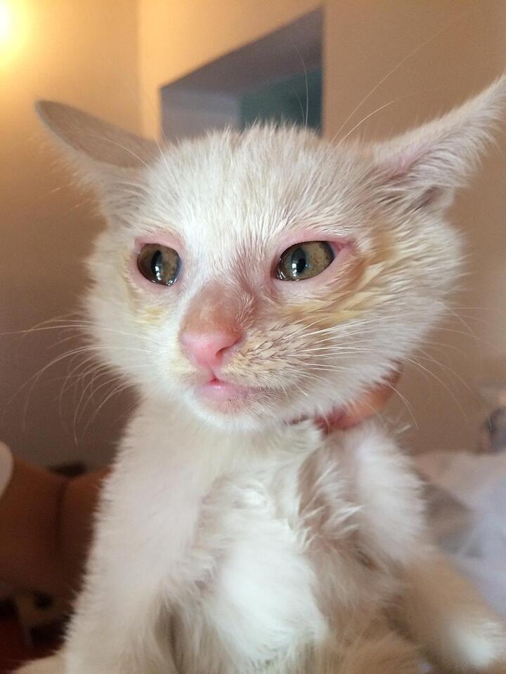 记录第二次治疗猫鼻支捡流浪奶猫,3天猫鼻支康复了