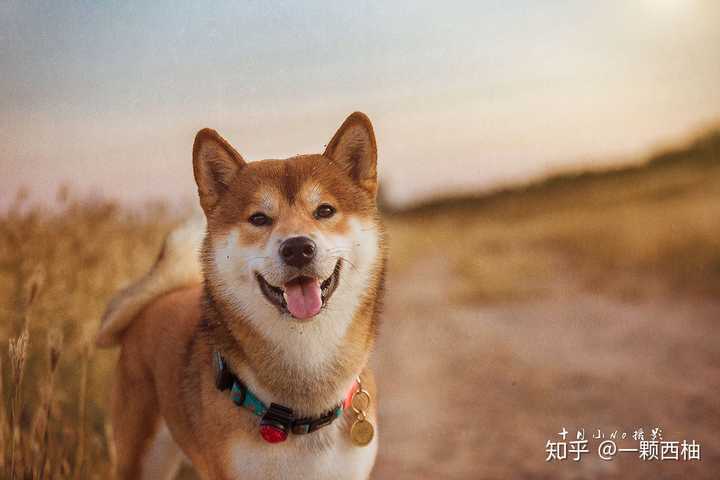 柴犬像狐狸 手机壁纸 电脑壁纸 桌面壁纸 图客网