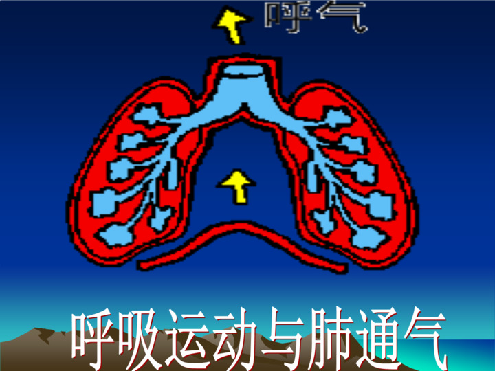 呼吸运动与肺 通气21ppt.ppt