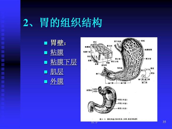 医学 《人体解剖学》消化系统ppt  2,胃的组织结构      胃壁