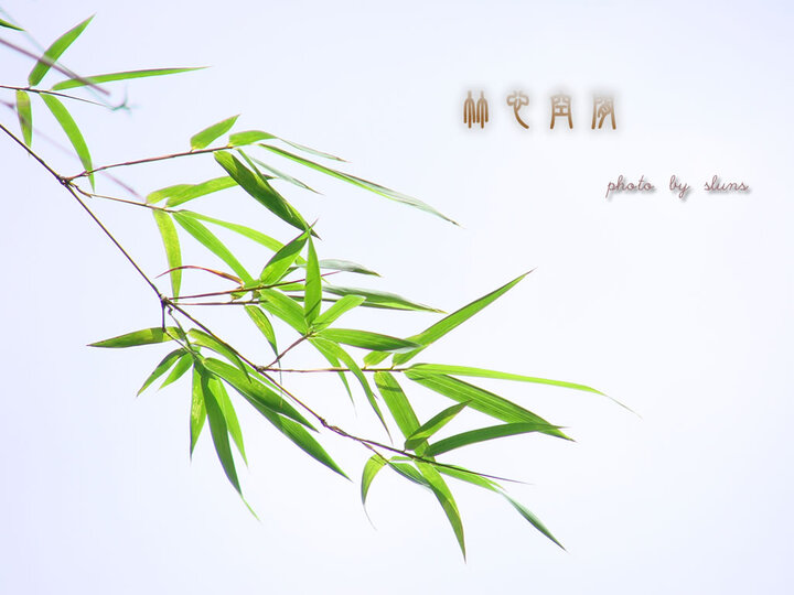 取名 竹心 取名沁竹的寓意