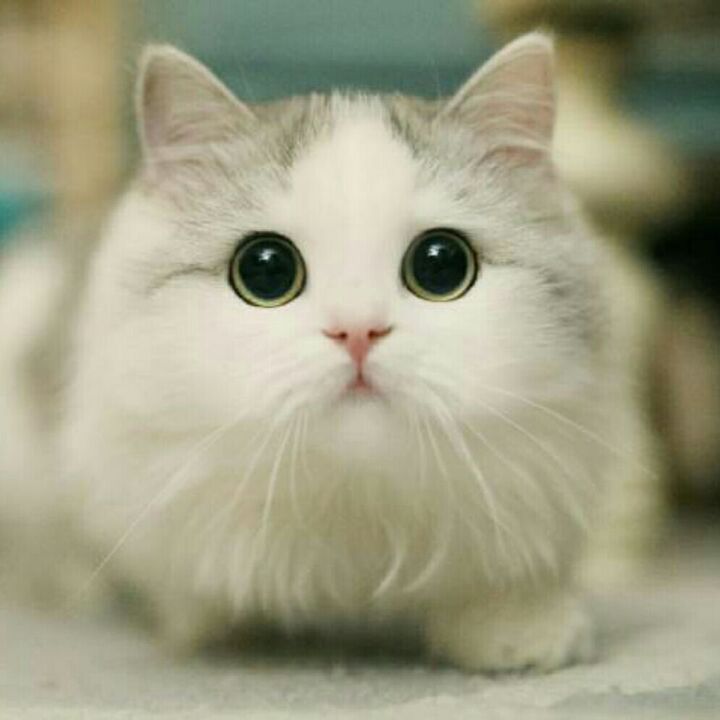 猫可爱头像大全 头条搜索